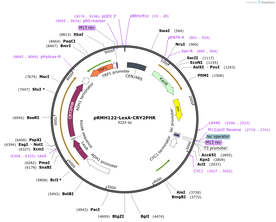 40613-plasmid-map-sequence-id-52733