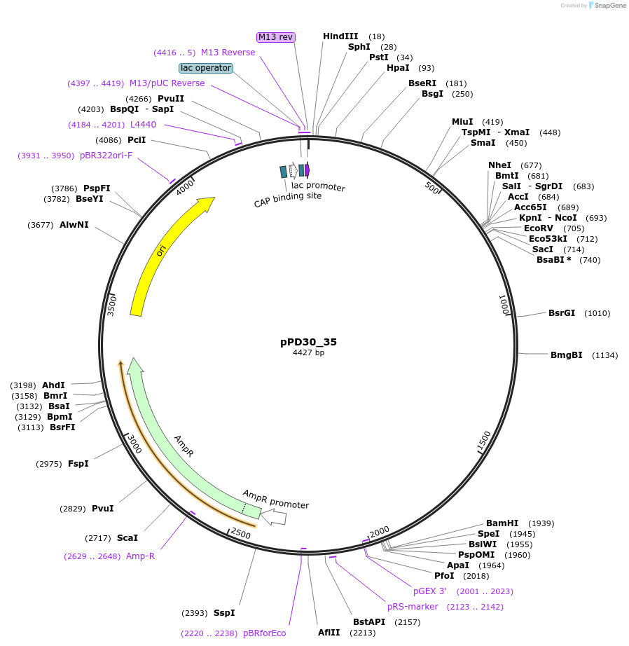 1442-plasmid-map-sequence-id-53