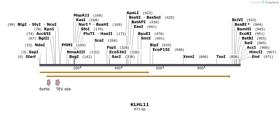53005_map