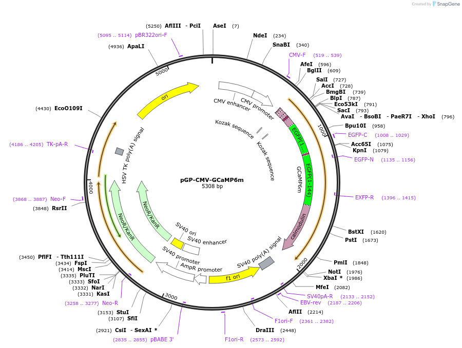 40754-plasmid-map-sequence-id-53531