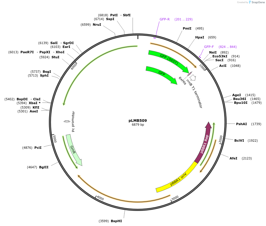 40084-plasmid-map-sequence-id-53534