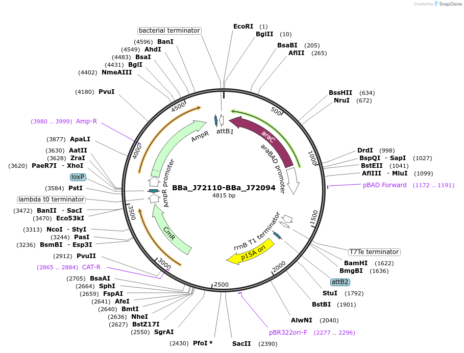 40778-plasmid-map-sequence-id-53658
