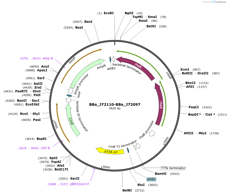 40779-plasmid-map-sequence-id-53662