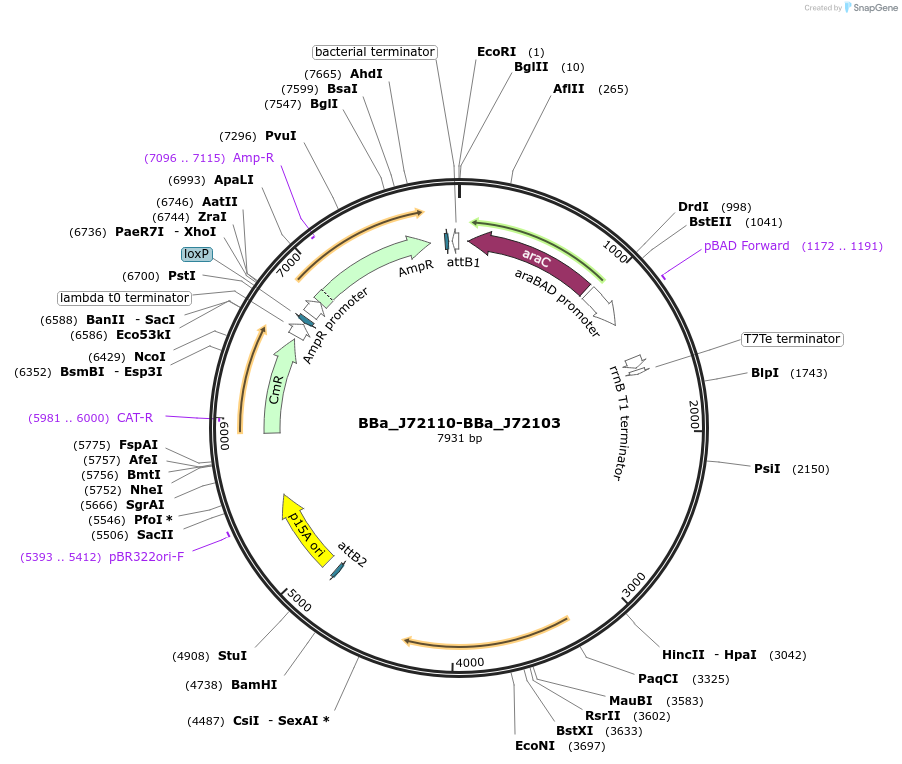 40780-plasmid-map-sequence-id-53663
