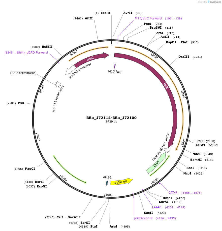 40781-plasmid-map-sequence-id-53664