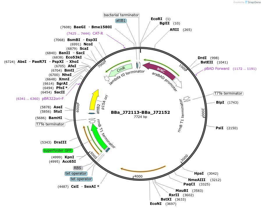 40784-plasmid-map-sequence-id-53667