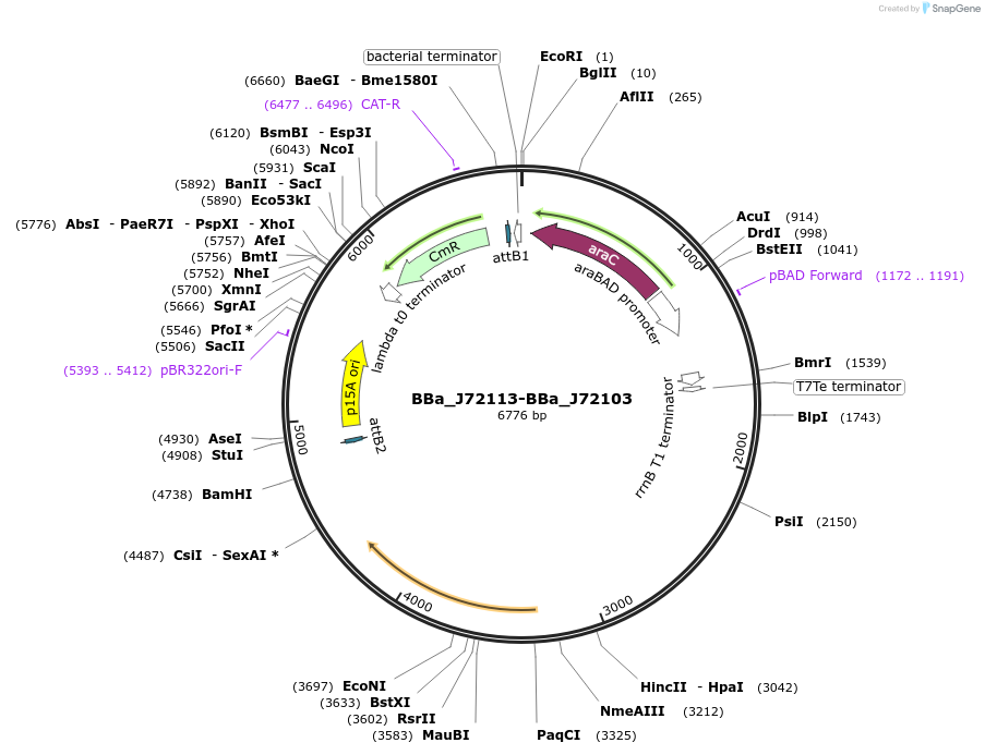 40785-plasmid-map-sequence-id-53668