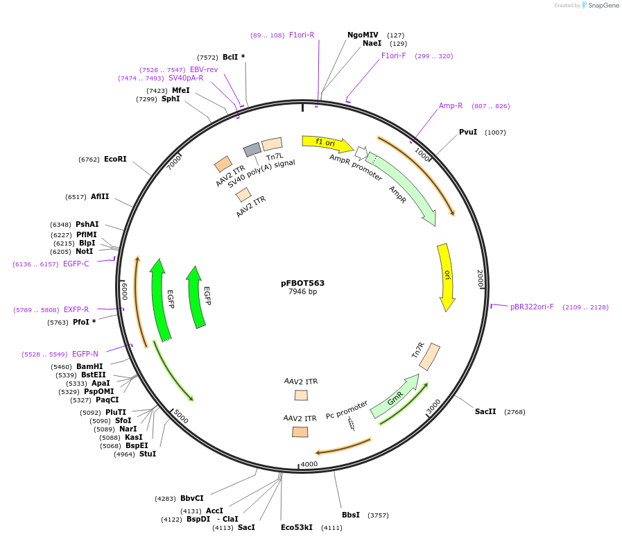 40864-plasmid-map-sequence-id-54135
