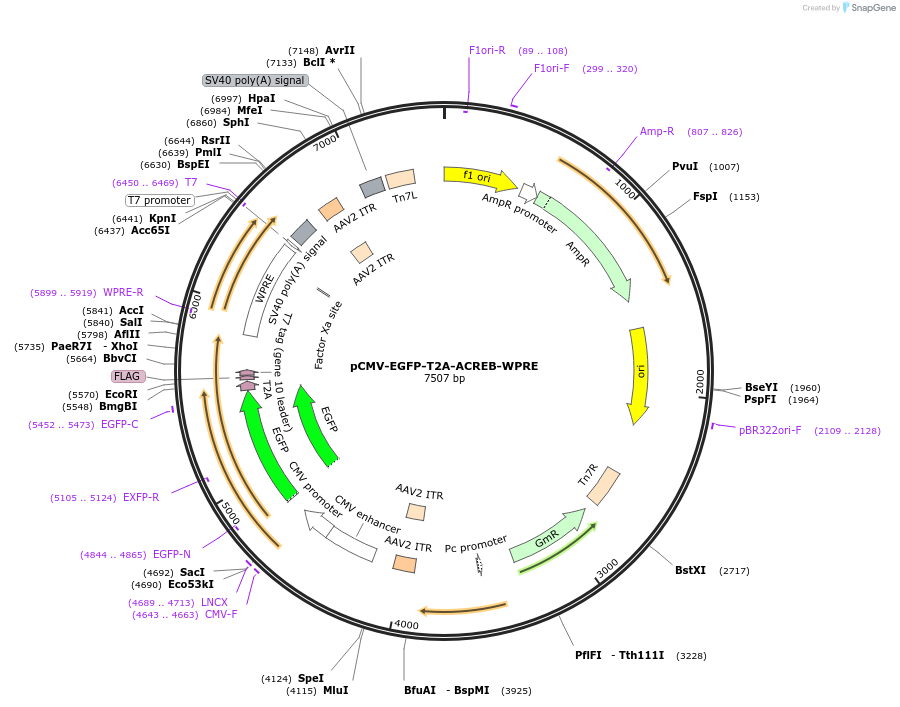 40867-plasmid-map-sequence-id-54141
