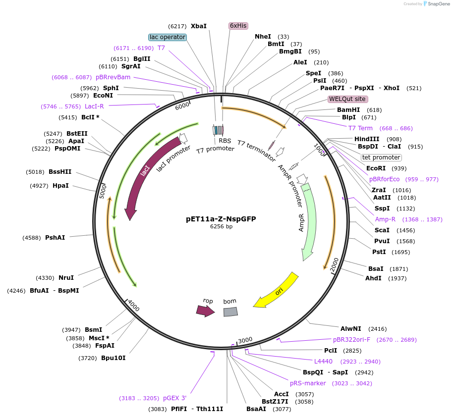 40729-plasmid-map-sequence-id-54188