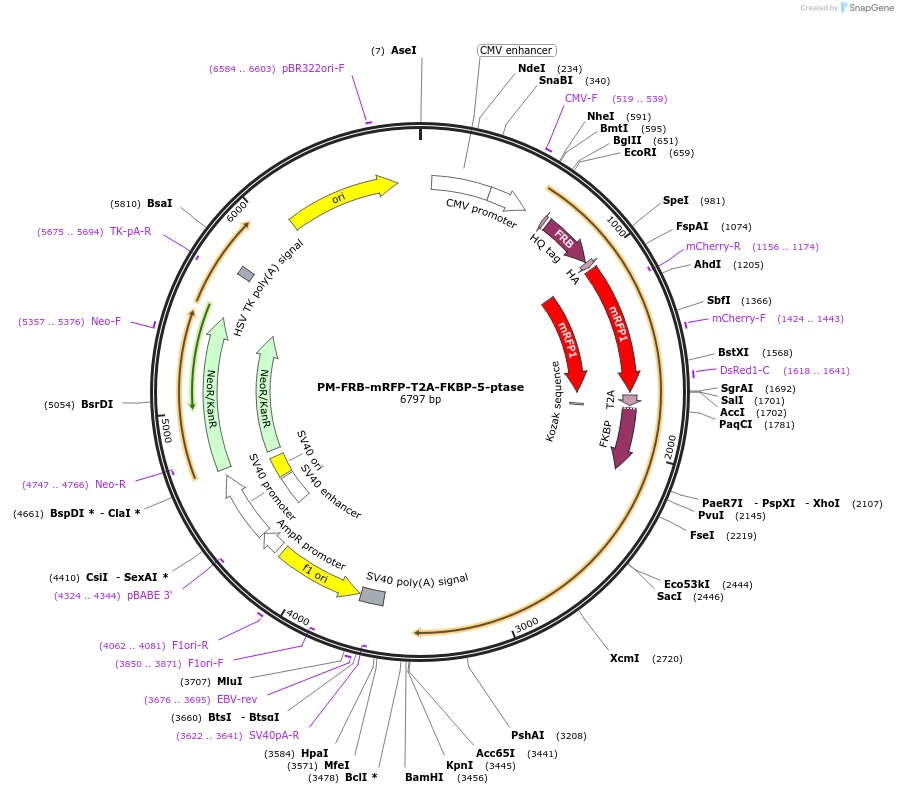 40896-plasmid-map-sequence-id-54241