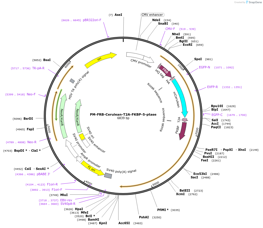 40897-plasmid-map-sequence-id-54243