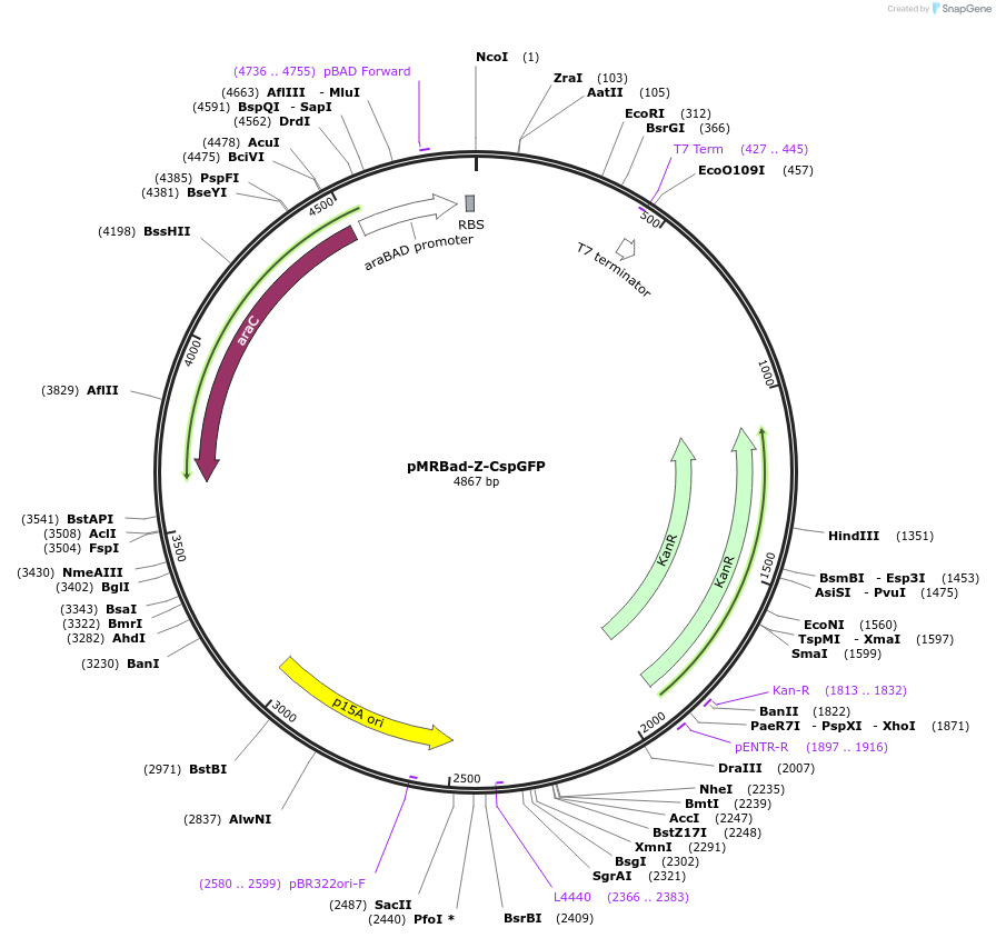 40730-plasmid-map-sequence-id-54251