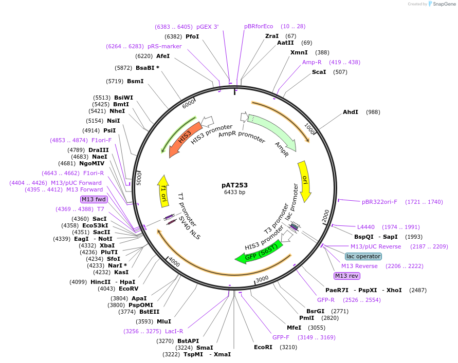 40943-plasmid-map-sequence-id-54256