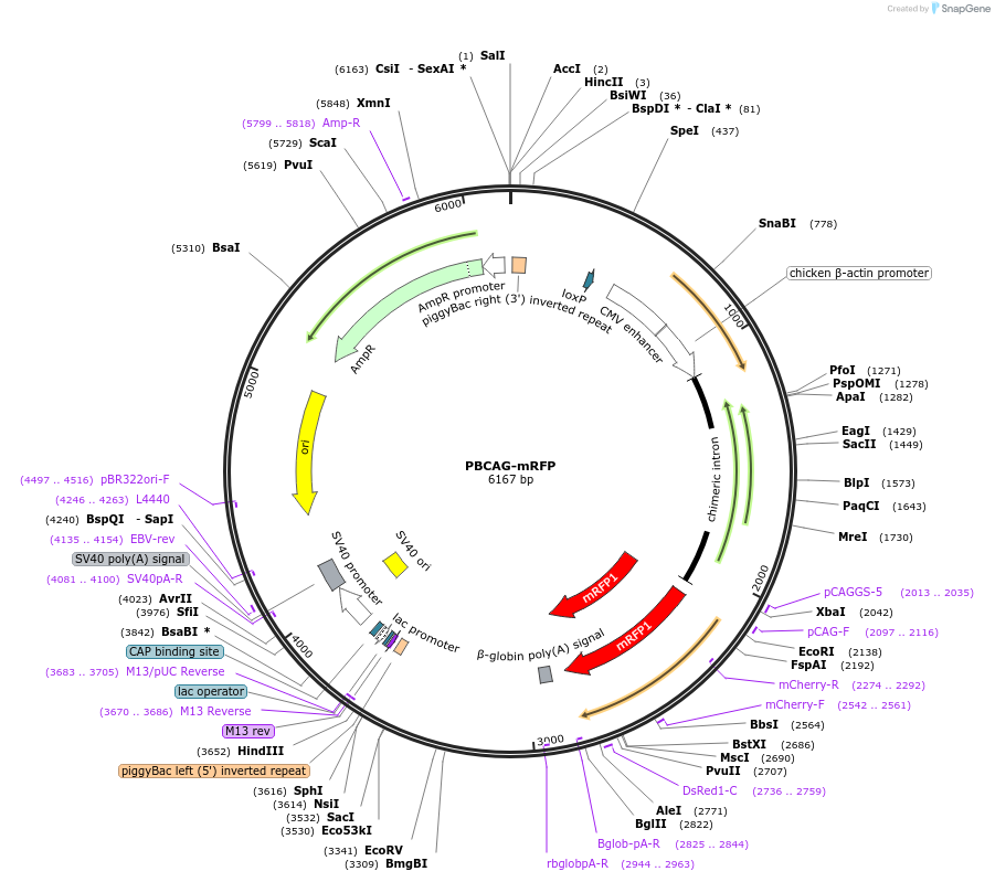 40996-plasmid-map-sequence-id-54307