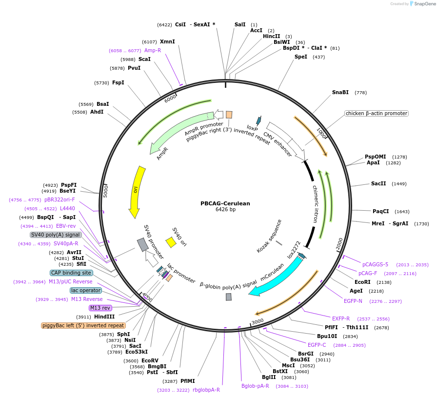 40997-plasmid-map-sequence-id-54308