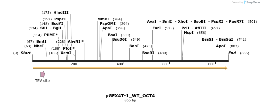 54313_map