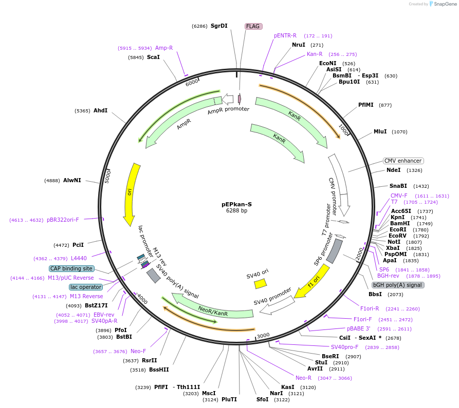 41017-plasmid-map-sequence-id-54327