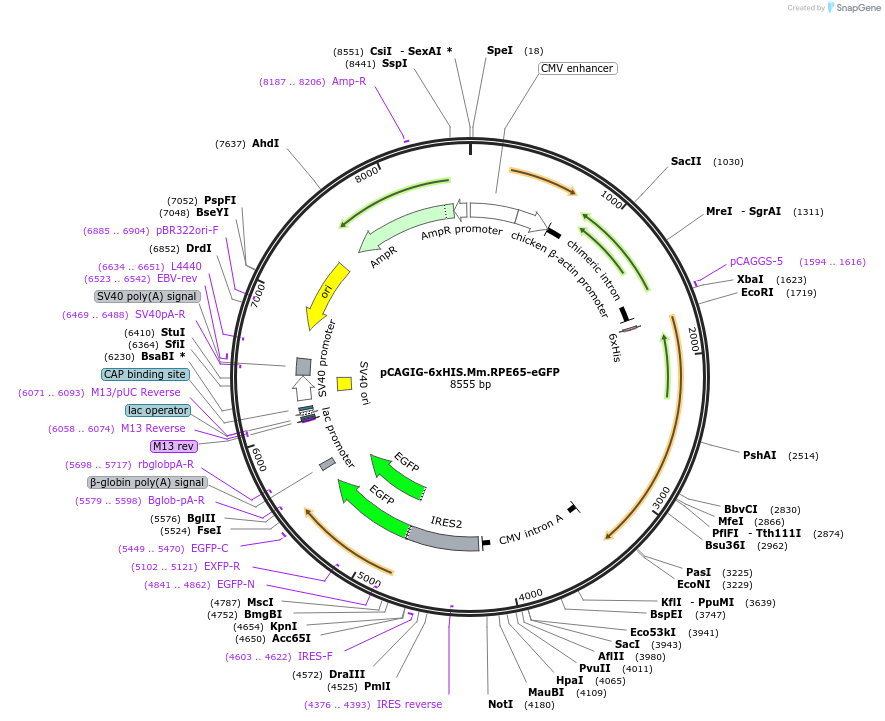 41019-plasmid-map-sequence-id-54329