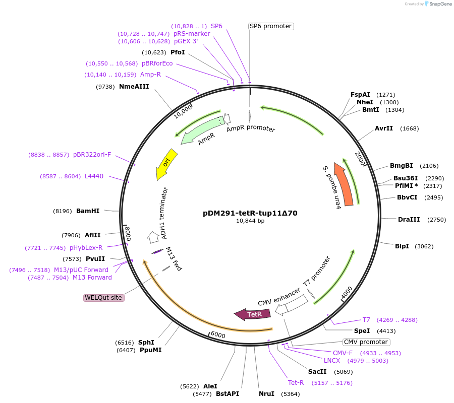 41027-plasmid-map-sequence-id-54334