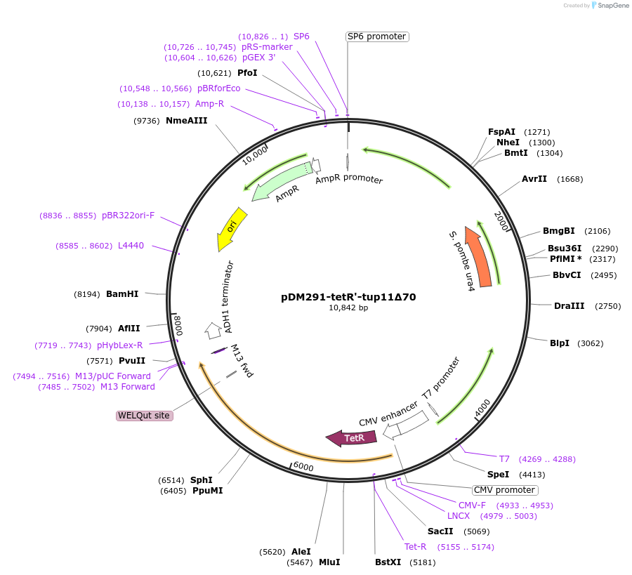 41028-plasmid-map-sequence-id-54338