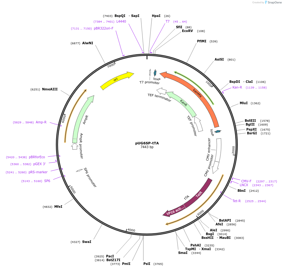 41029-plasmid-map-sequence-id-54339