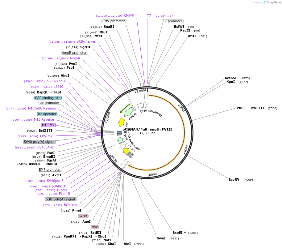 41036-plasmid-map-sequence-id-54355