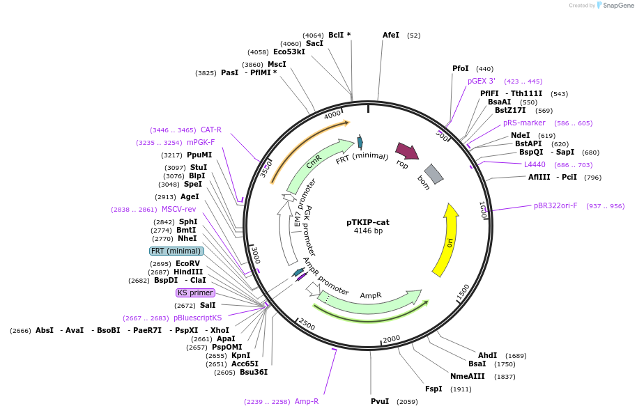41065-plasmid-map-sequence-id-54397