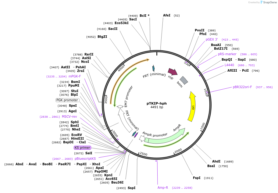 41066-plasmid-map-sequence-id-54398