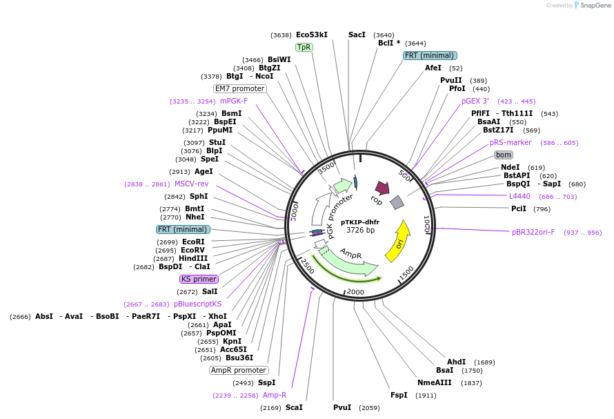 41067-plasmid-map-sequence-id-54399