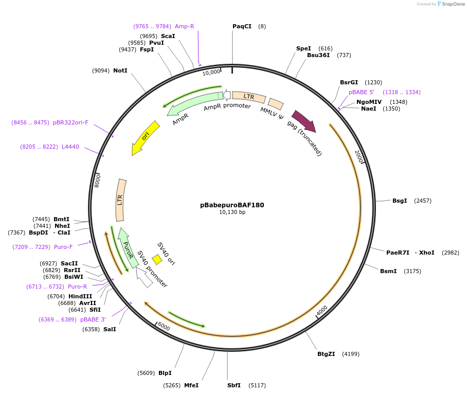 41078-plasmid-map-sequence-id-54444