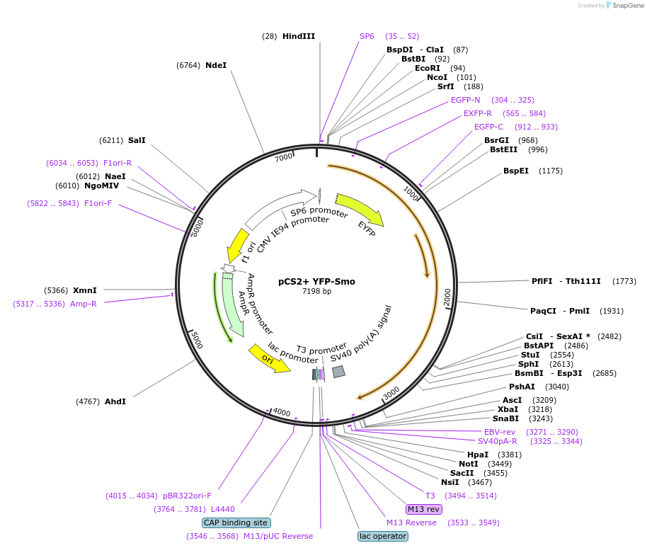 41086-plasmid-map-sequence-id-54502