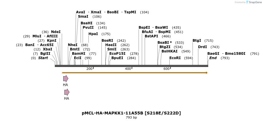 54556_map