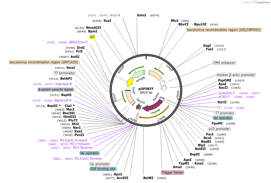 41114-plasmid-map-sequence-id-54667