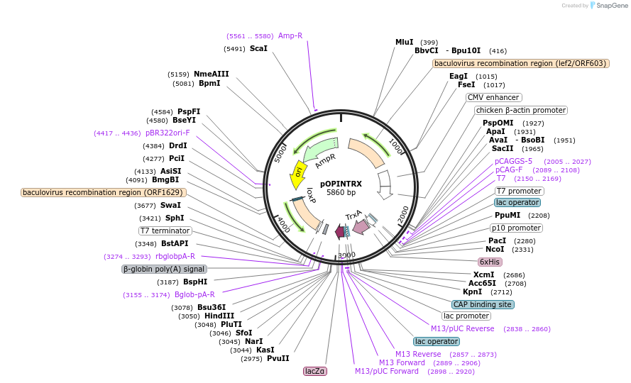 41116-plasmid-map-sequence-id-54669