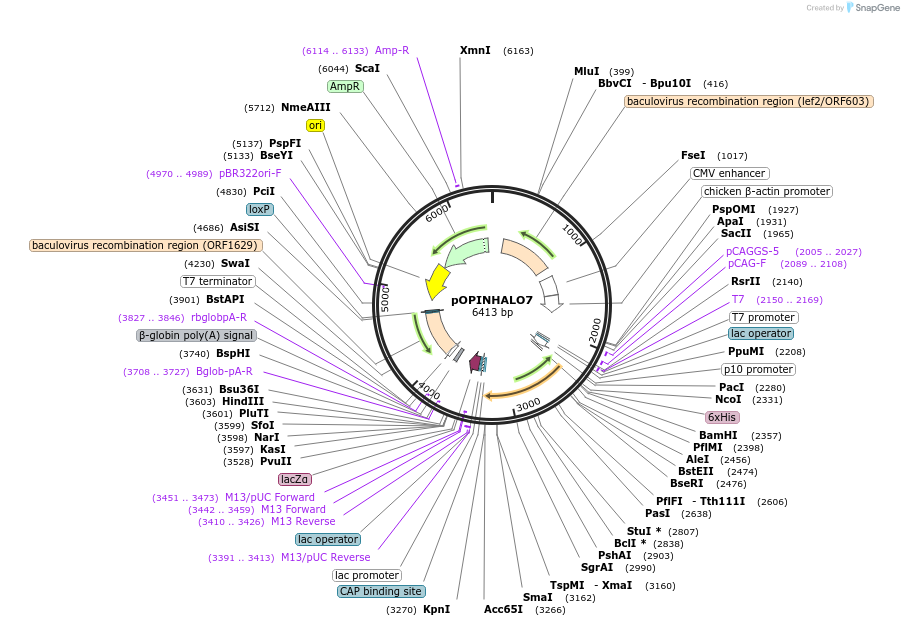 41117-plasmid-map-sequence-id-54670