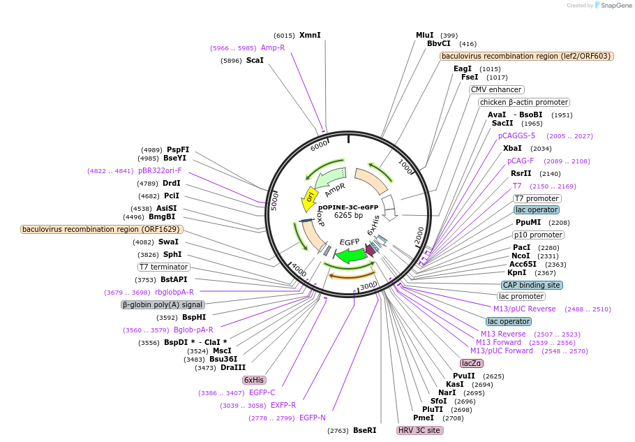 41125-plasmid-map-sequence-id-54698