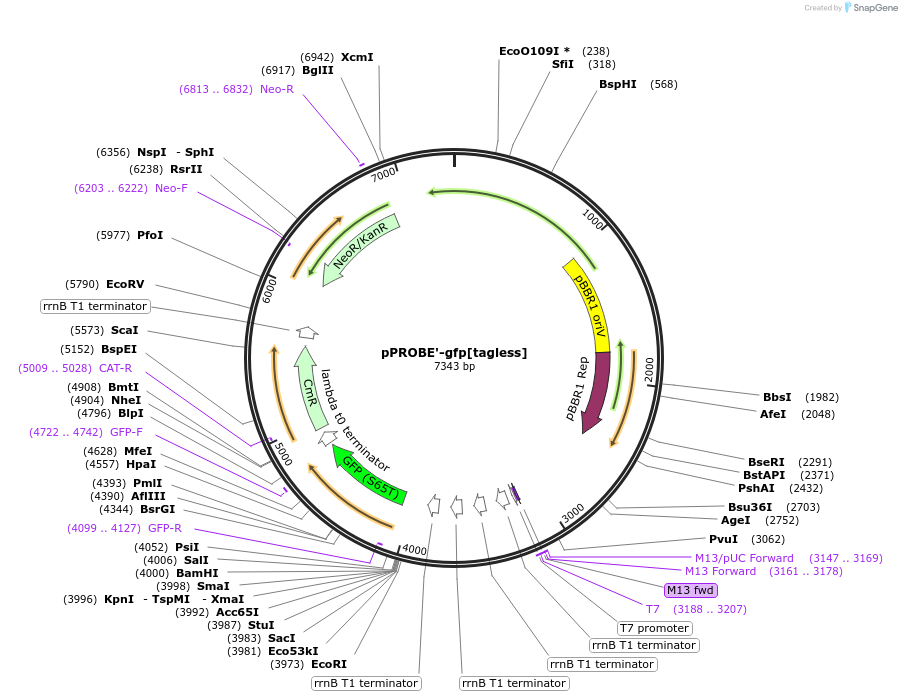 40165-plasmid-map-sequence-id-54703