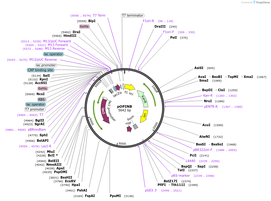 41142-plasmid-map-sequence-id-54742