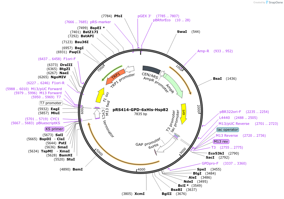 41188-plasmid-map-sequence-id-54824