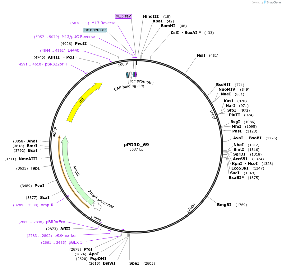1444-plasmid-map-sequence-id-55