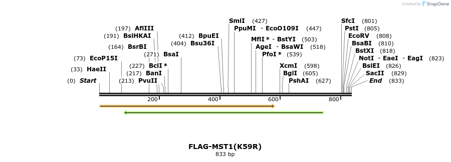 55042_map