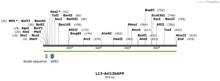 55101_map