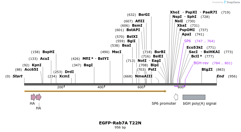 55129_map