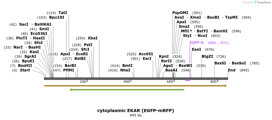 55202_map