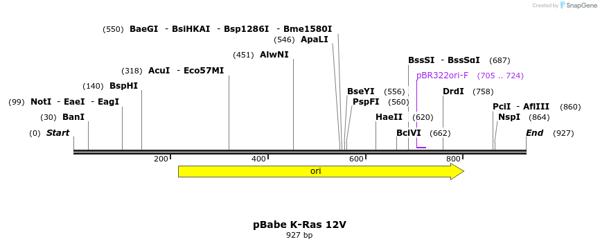 55213_map