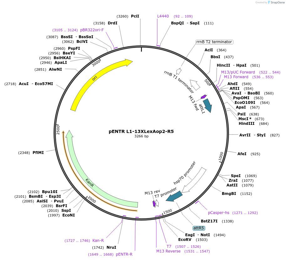 41433-plasmid-map-sequence-id-55242