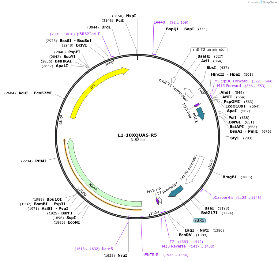 41435-plasmid-map-sequence-id-55245