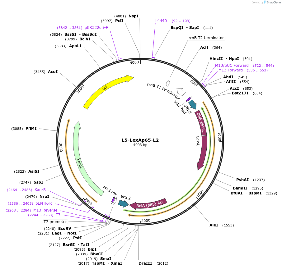 41437-plasmid-map-sequence-id-55247