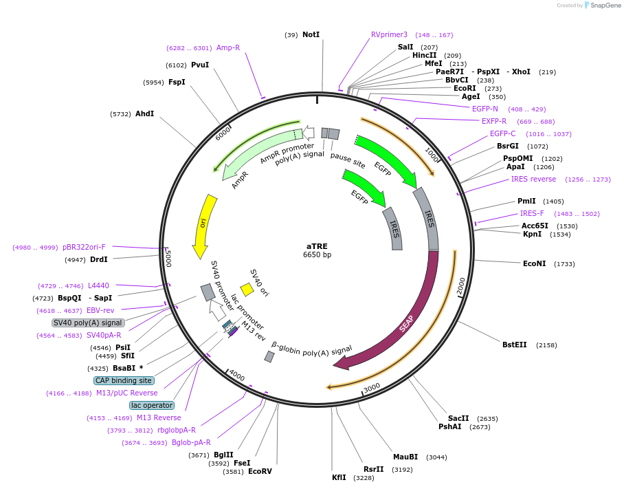 32612-plasmid-map-sequence-id-55251